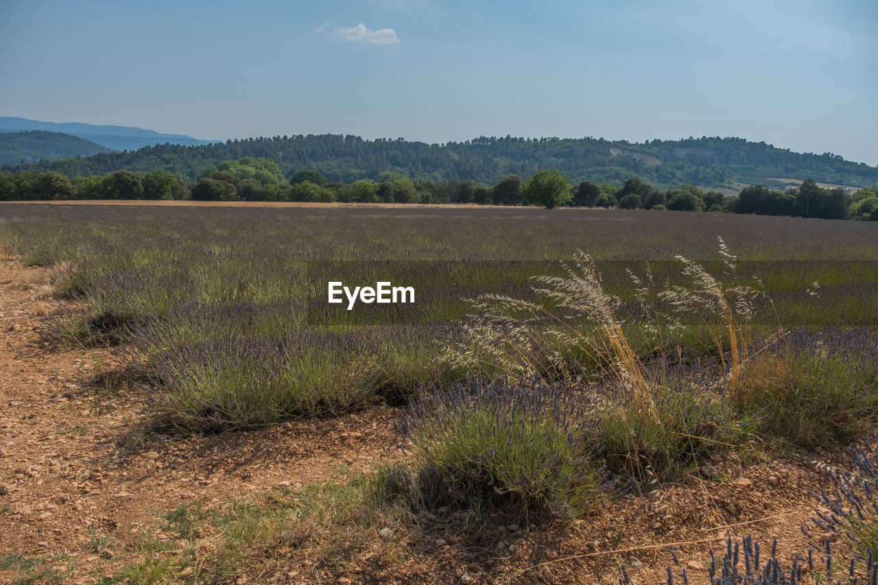 SCENIC VIEW OF FIELDS AGAINST MOUNTAIN RANGE