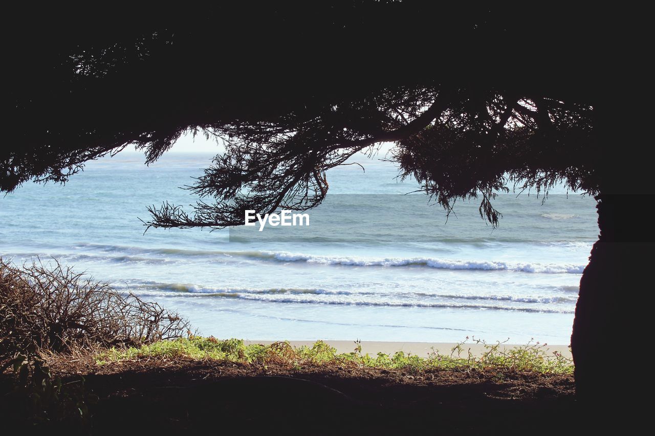 TREES ON BEACH AGAINST SKY