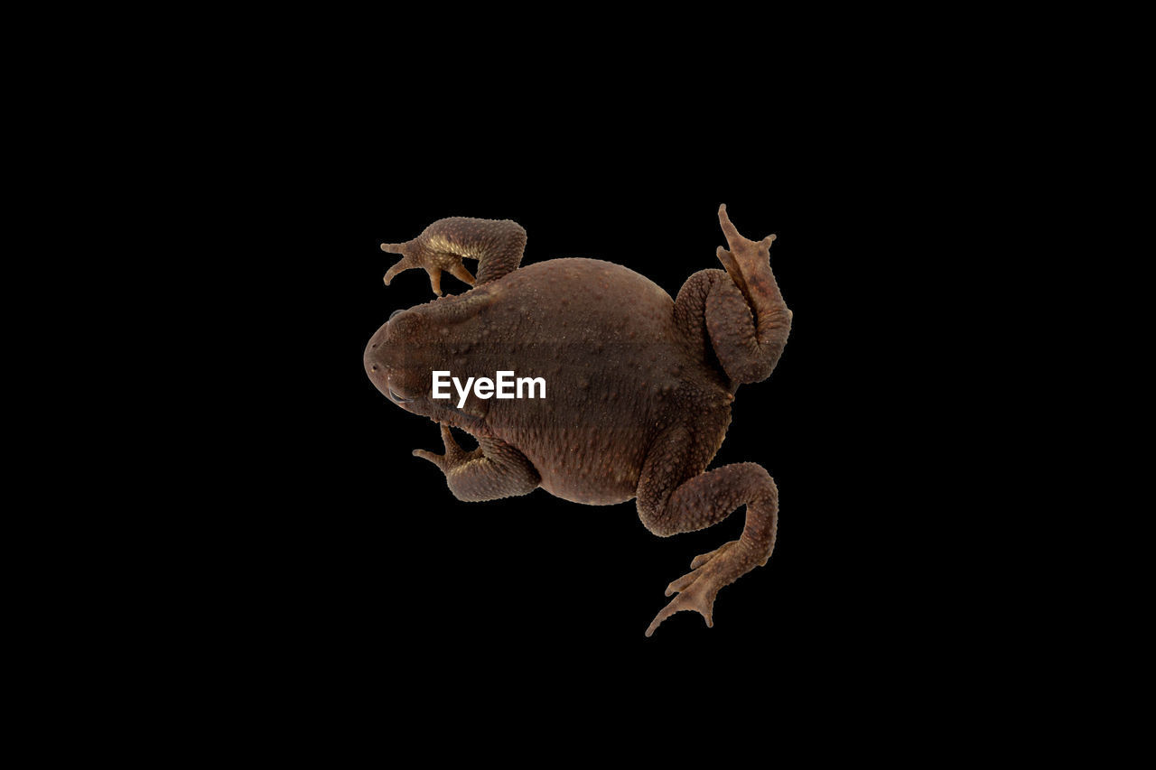 Great caucasian earthen toad isolated on black background close up top view