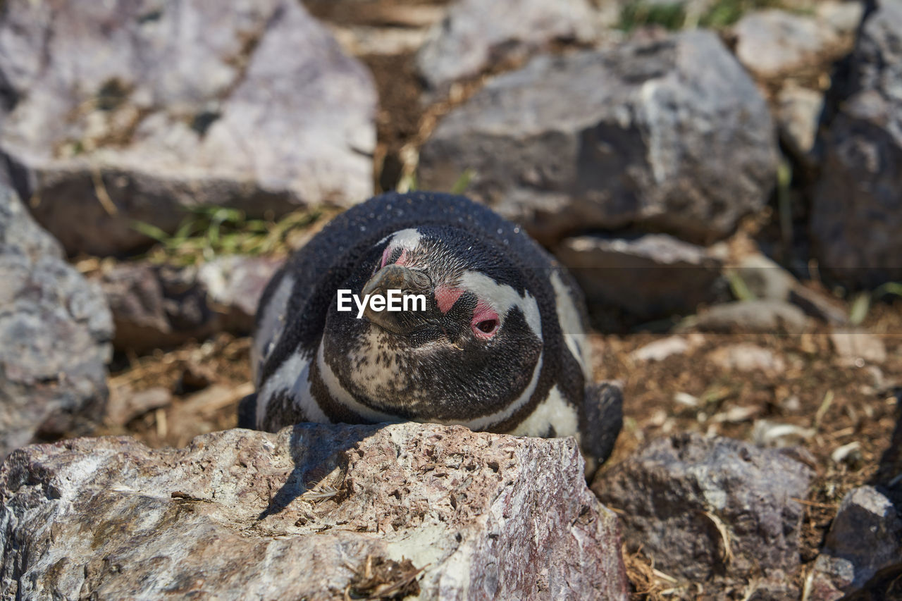 CLOSE-UP OF PENGUIN ON ROCK AGAINST ROCKS