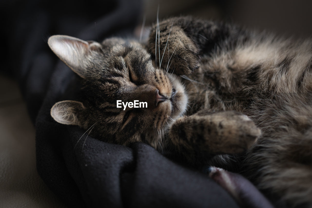 pet, cat, mammal, animal themes, animal, domestic animals, domestic cat, whiskers, feline, relaxation, one animal, kitten, close-up, sleeping, small to medium-sized cats, indoors, felidae, lying down, eyes closed, resting, no people, young animal, carnivore, animal body part, cute, furniture, animal hair, selective focus, portrait, gray, black, paw, tired