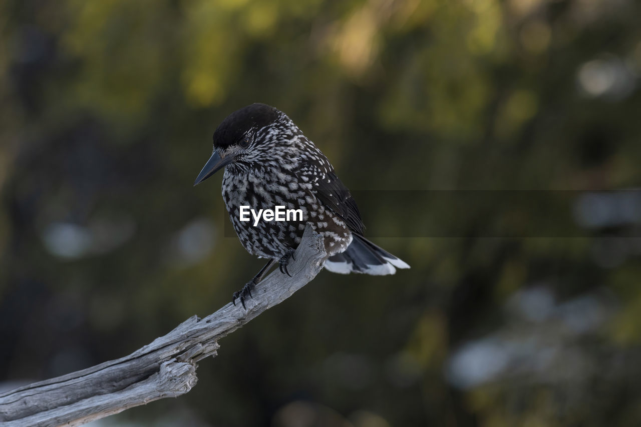 bird perching on tree