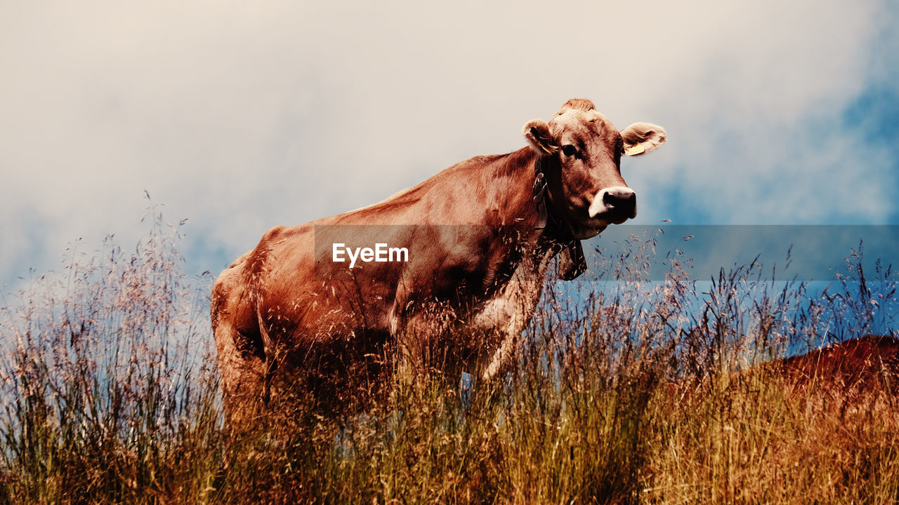 Cow standing in a field