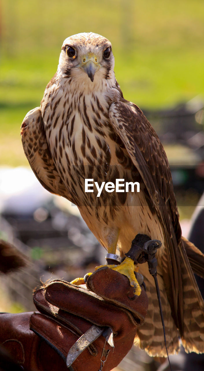 CLOSE-UP OF OWL PERCHING