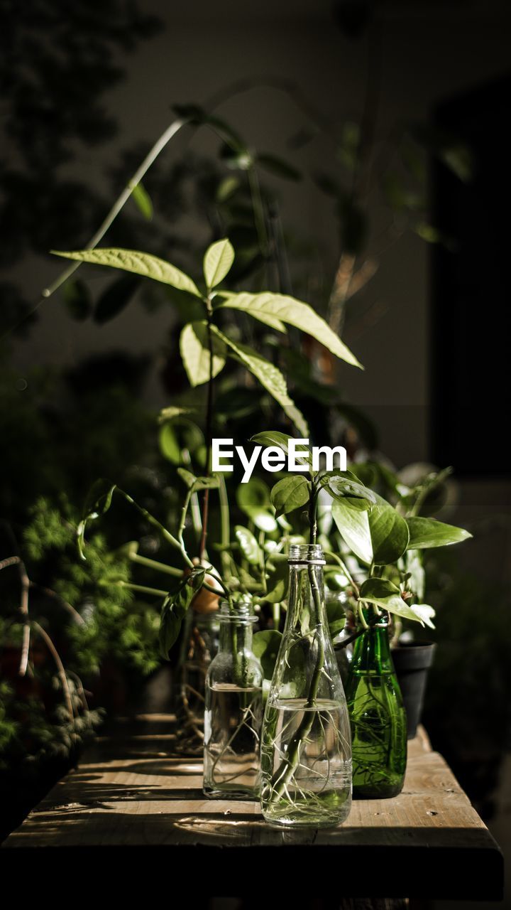 CLOSE-UP OF POTTED PLANT IN BACKYARD