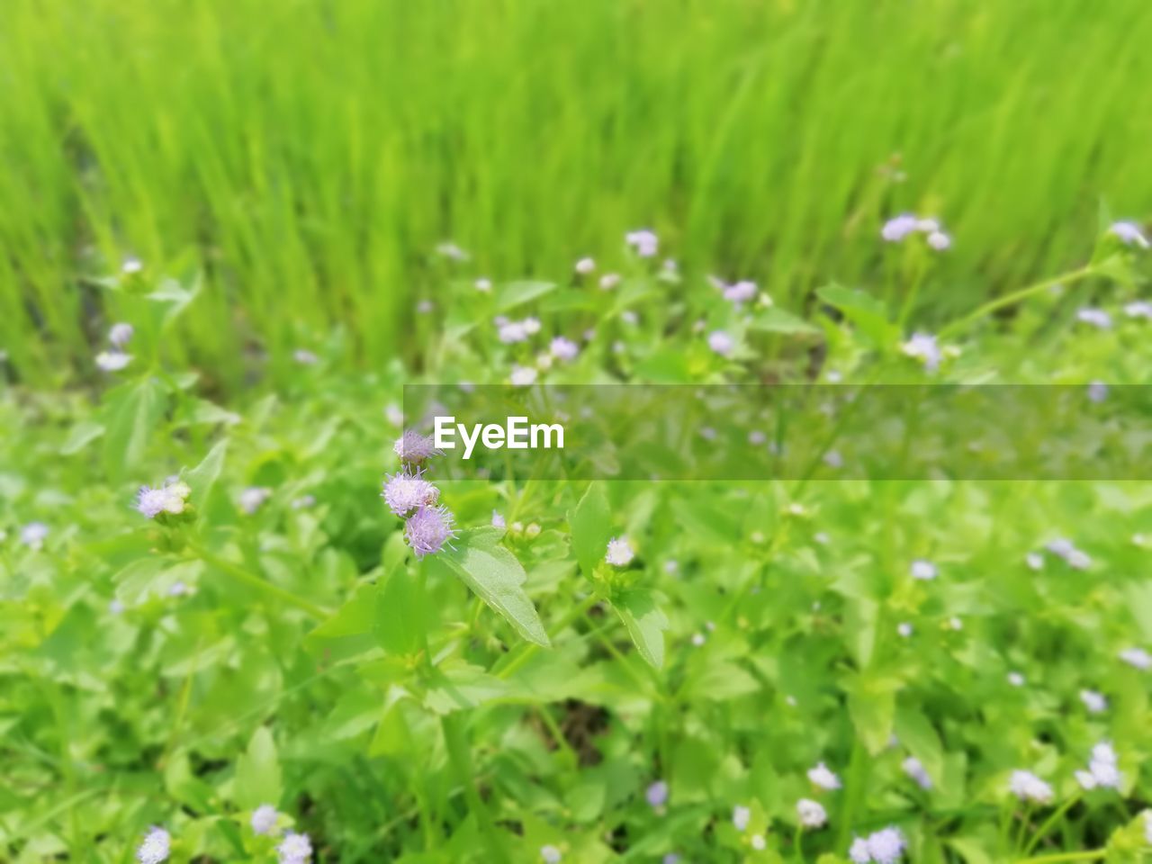 CLOSE-UP OF PURPLE FLOWER ON FIELD