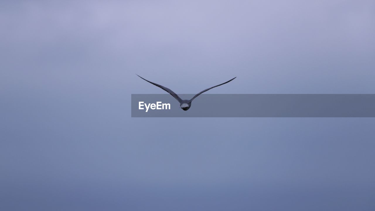 LOW ANGLE VIEW OF BIRD FLYING AGAINST SKY