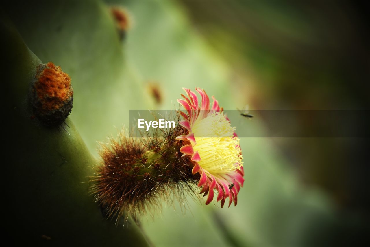 CLOSE-UP OF INSECTS ON PLANT