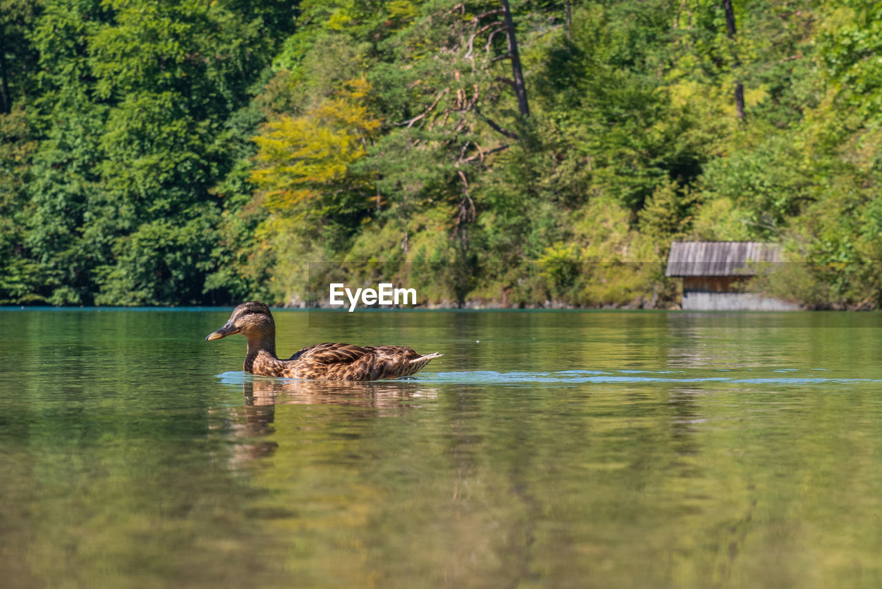 View of ducks swimming in lake