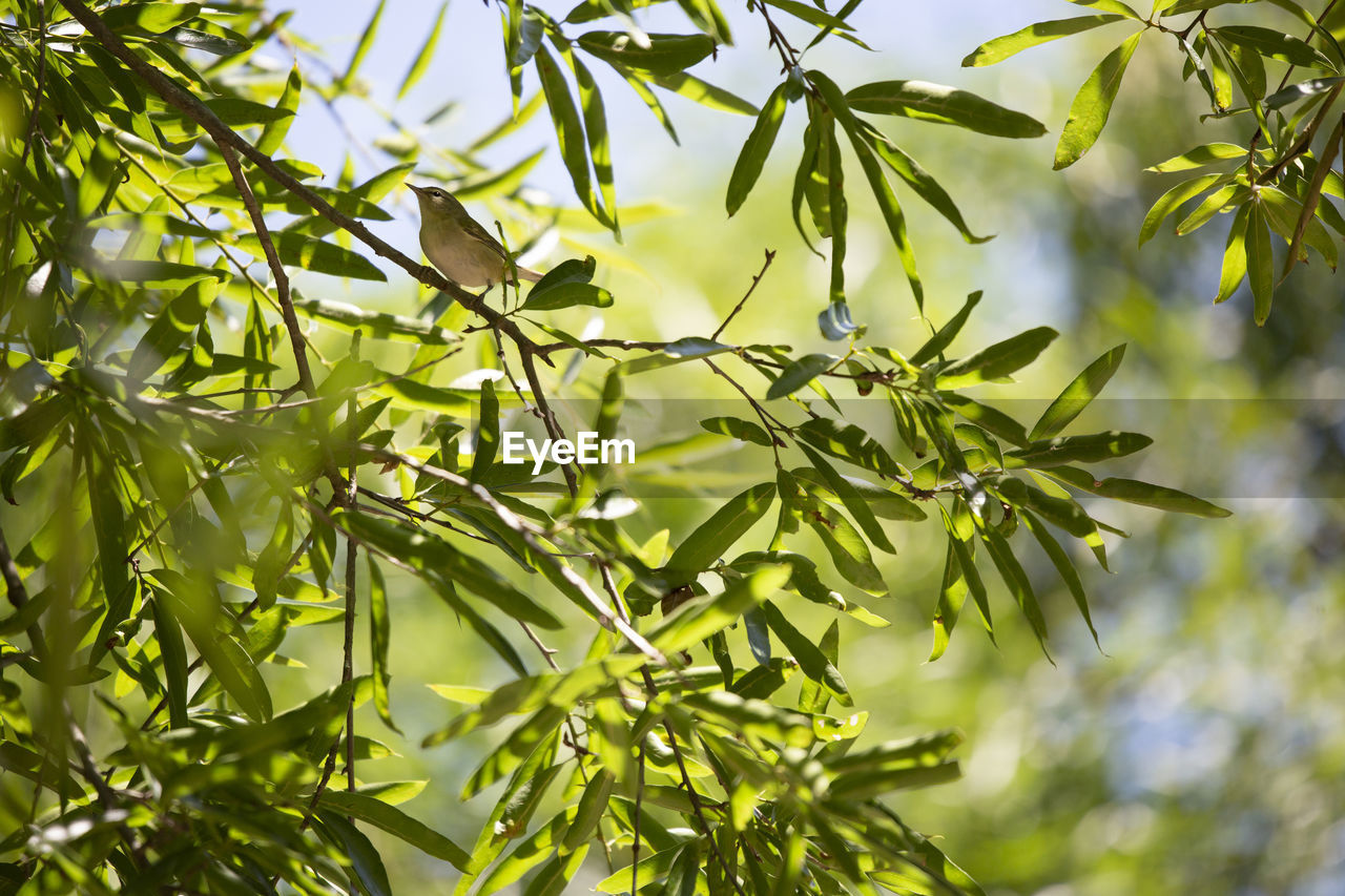 CLOSE-UP OF LEAVES ON TREE