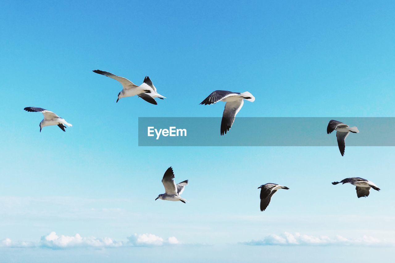 LOW ANGLE VIEW OF SEAGULLS FLYING AGAINST THE SKY