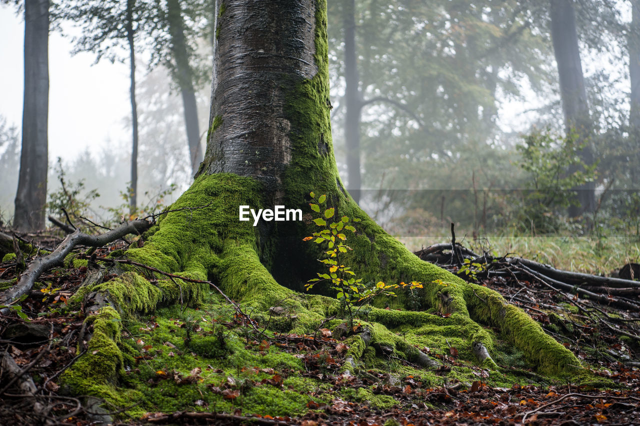 Trees growing in forest