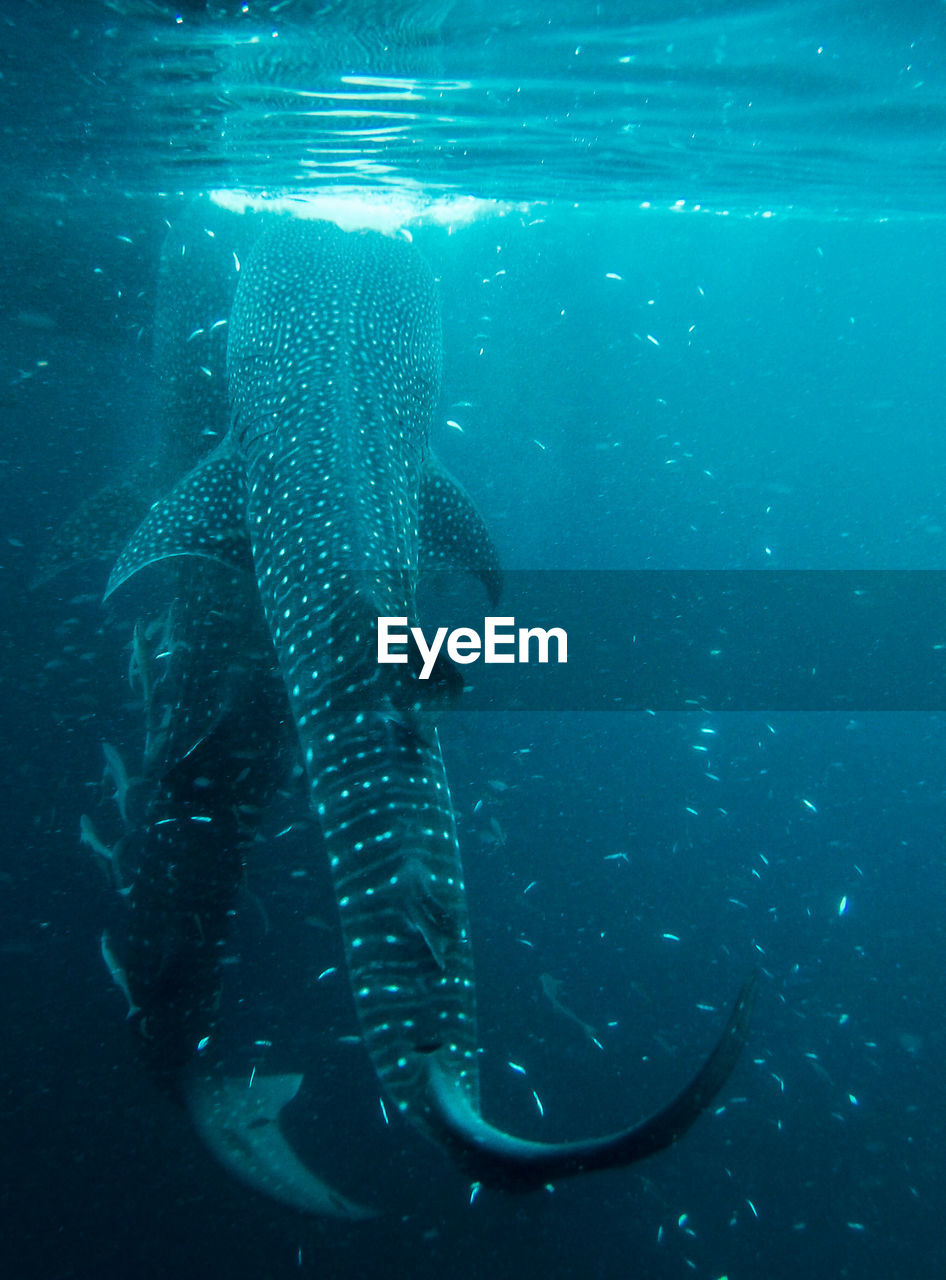 Whalesharks on derawan, indonesia