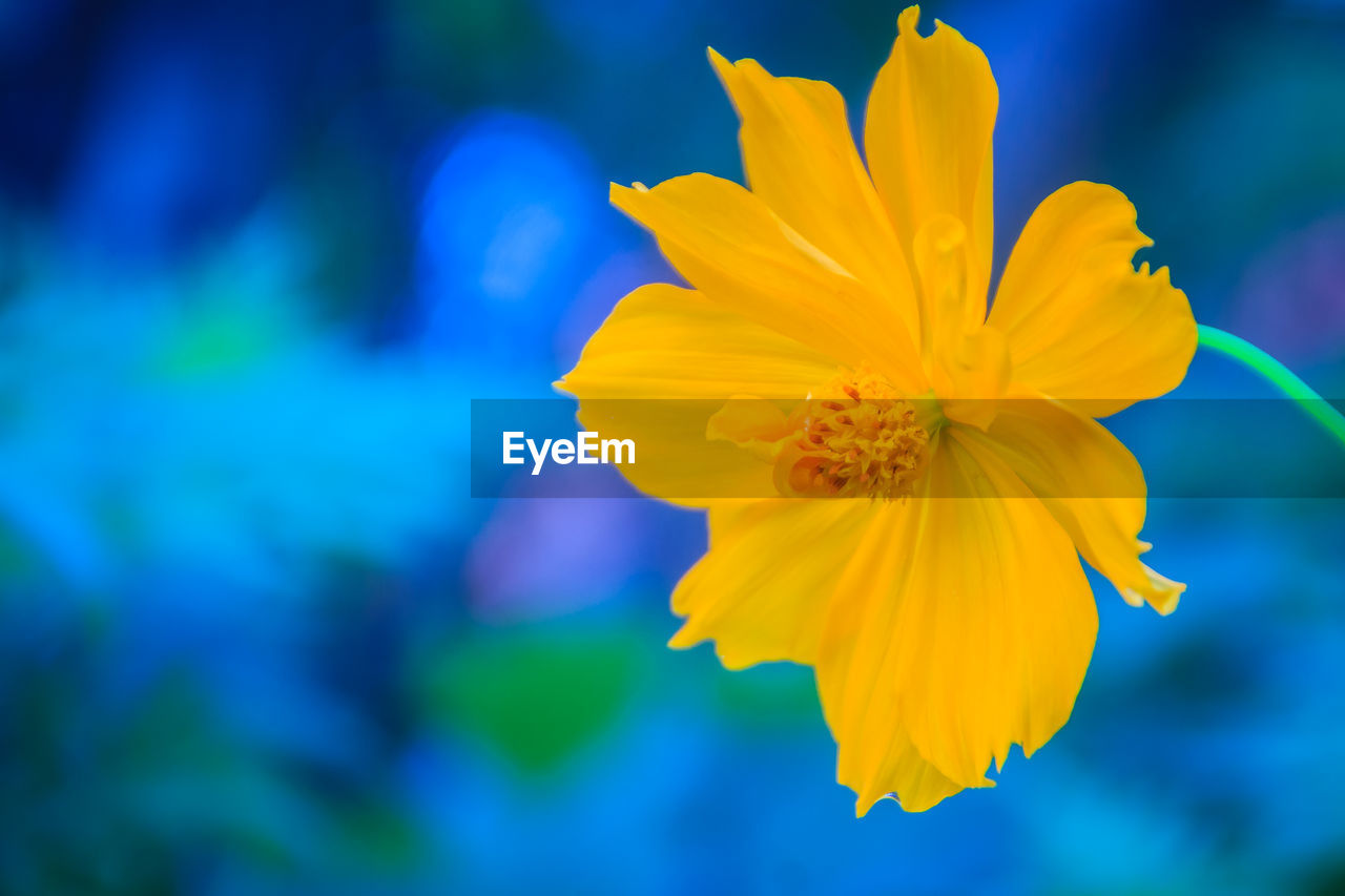 Close-up of yellow flowering plant