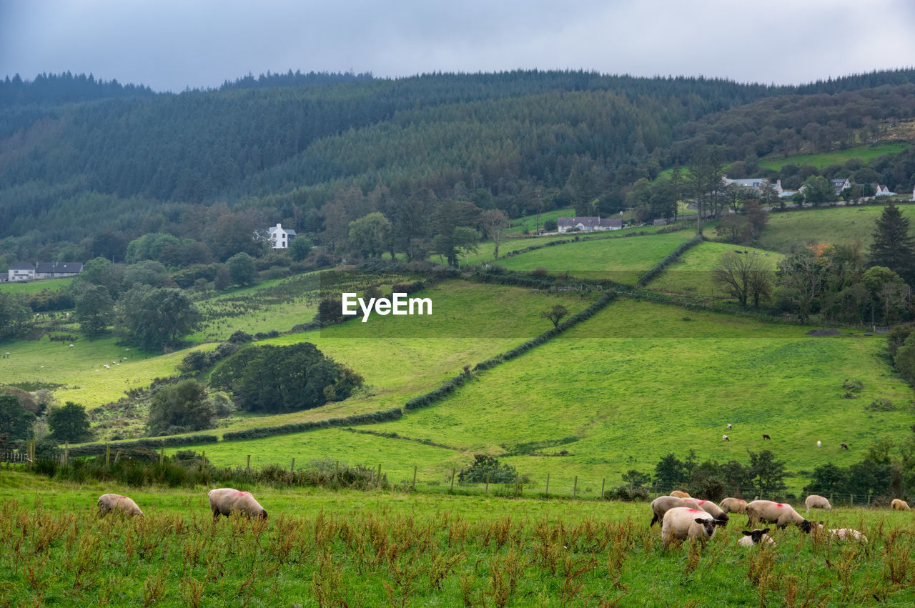 SHEEP GRAZING ON FIELD