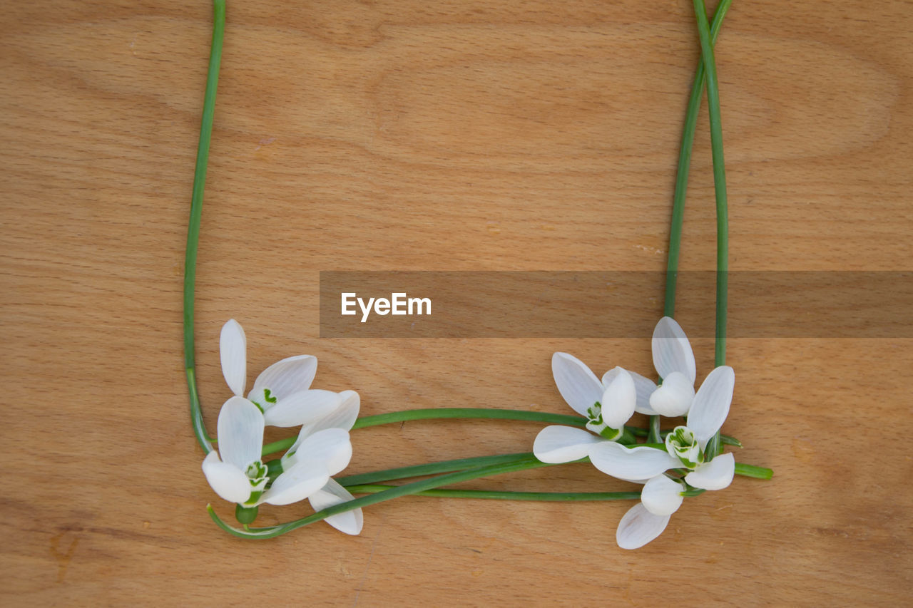 CLOSE-UP OF WHITE FLOWERS ON TABLE