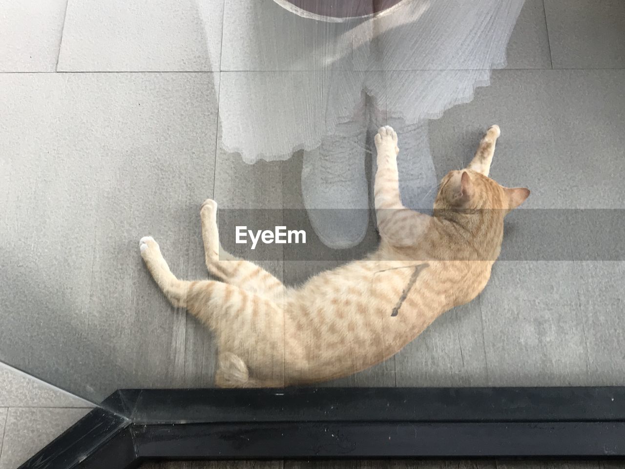 HIGH ANGLE VIEW OF CAT LYING DOWN ON FLOOR