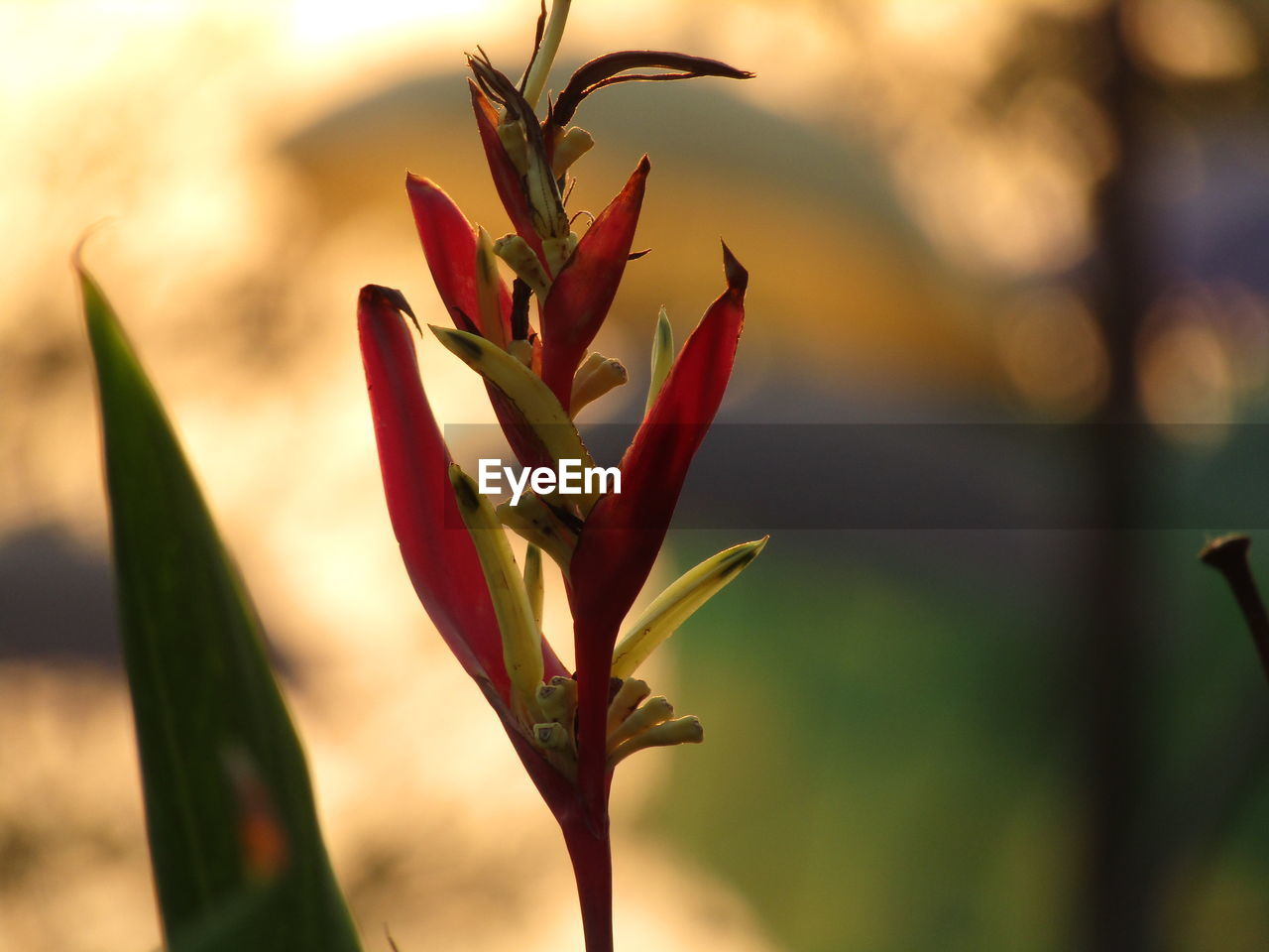 CLOSE-UP OF RED PLANT