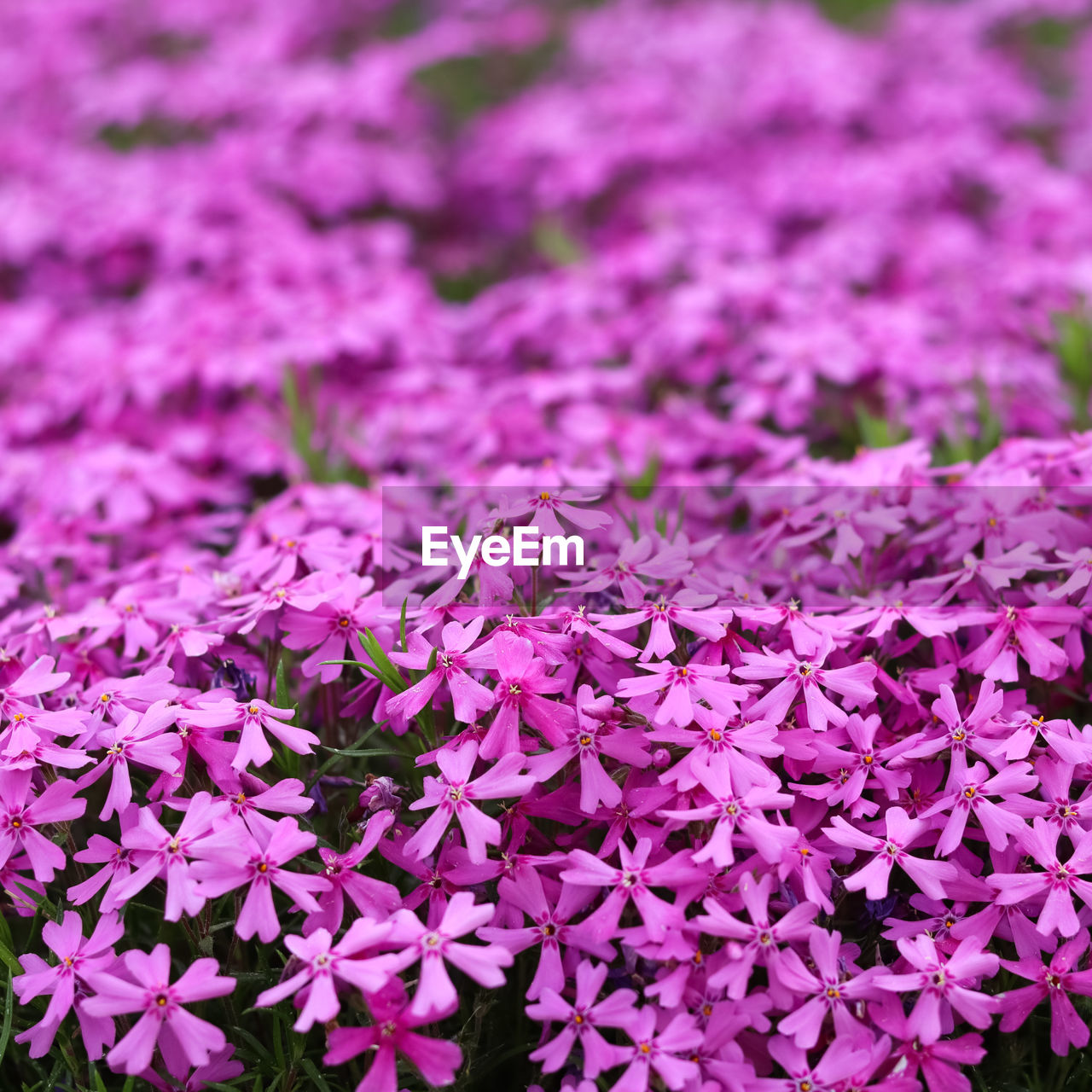 flower, flowering plant, plant, freshness, beauty in nature, fragility, growth, pink, nature, purple, close-up, no people, petal, flower head, inflorescence, day, lilac, springtime, full frame, backgrounds, blossom, outdoors, shrub, botany, selective focus, field, high angle view, focus on foreground, abundance, land