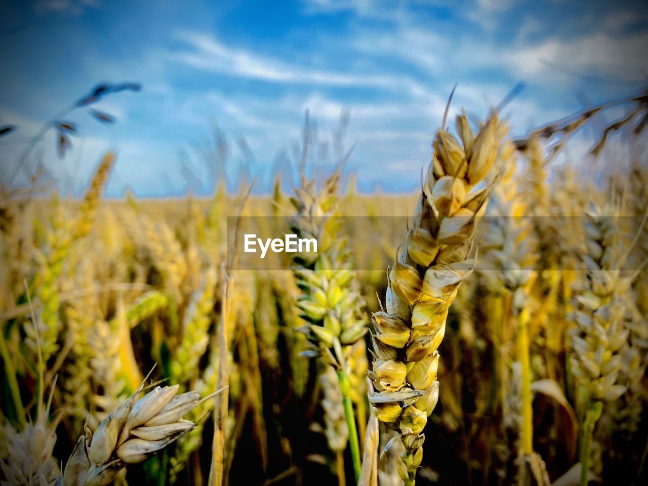 CLOSE-UP OF WHEAT GROWING IN FIELD