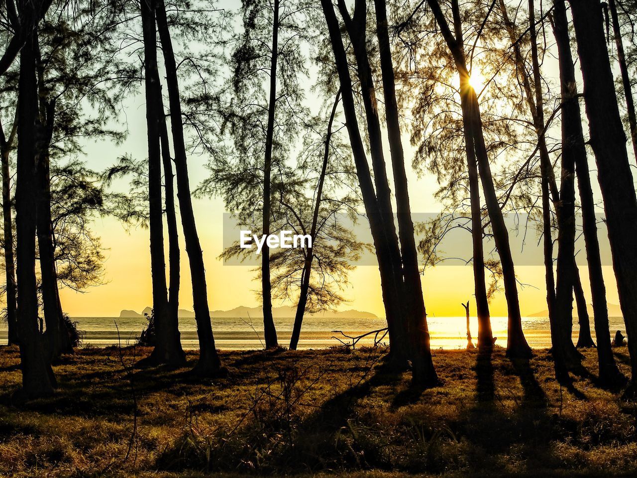 Sunlight streaming through trees in forest