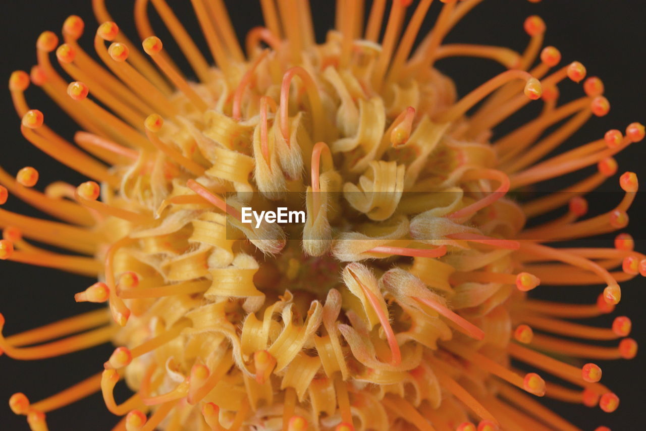 Macro protea flower