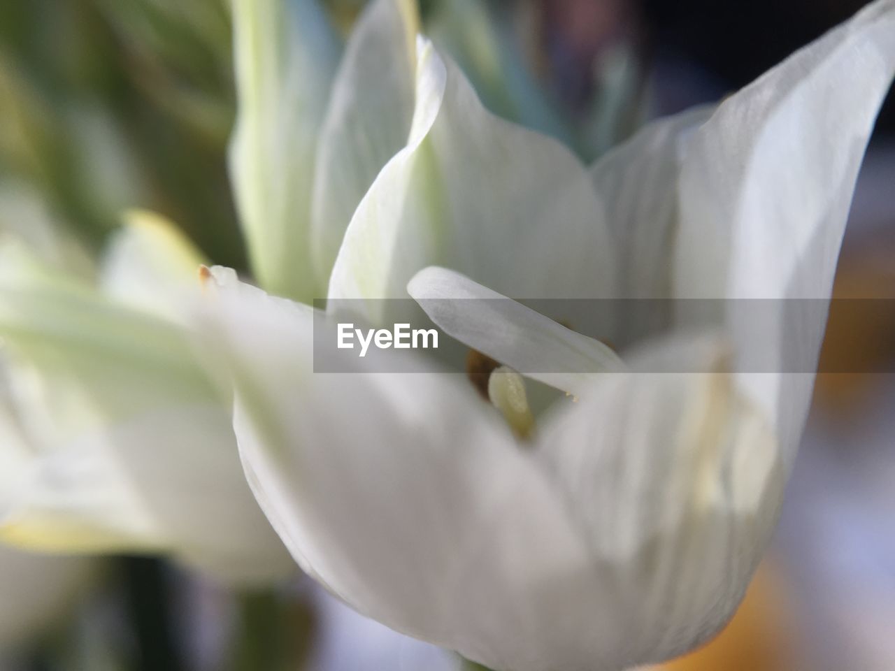 CLOSE-UP OF WHITE FLOWERS BLOOMING OUTDOORS