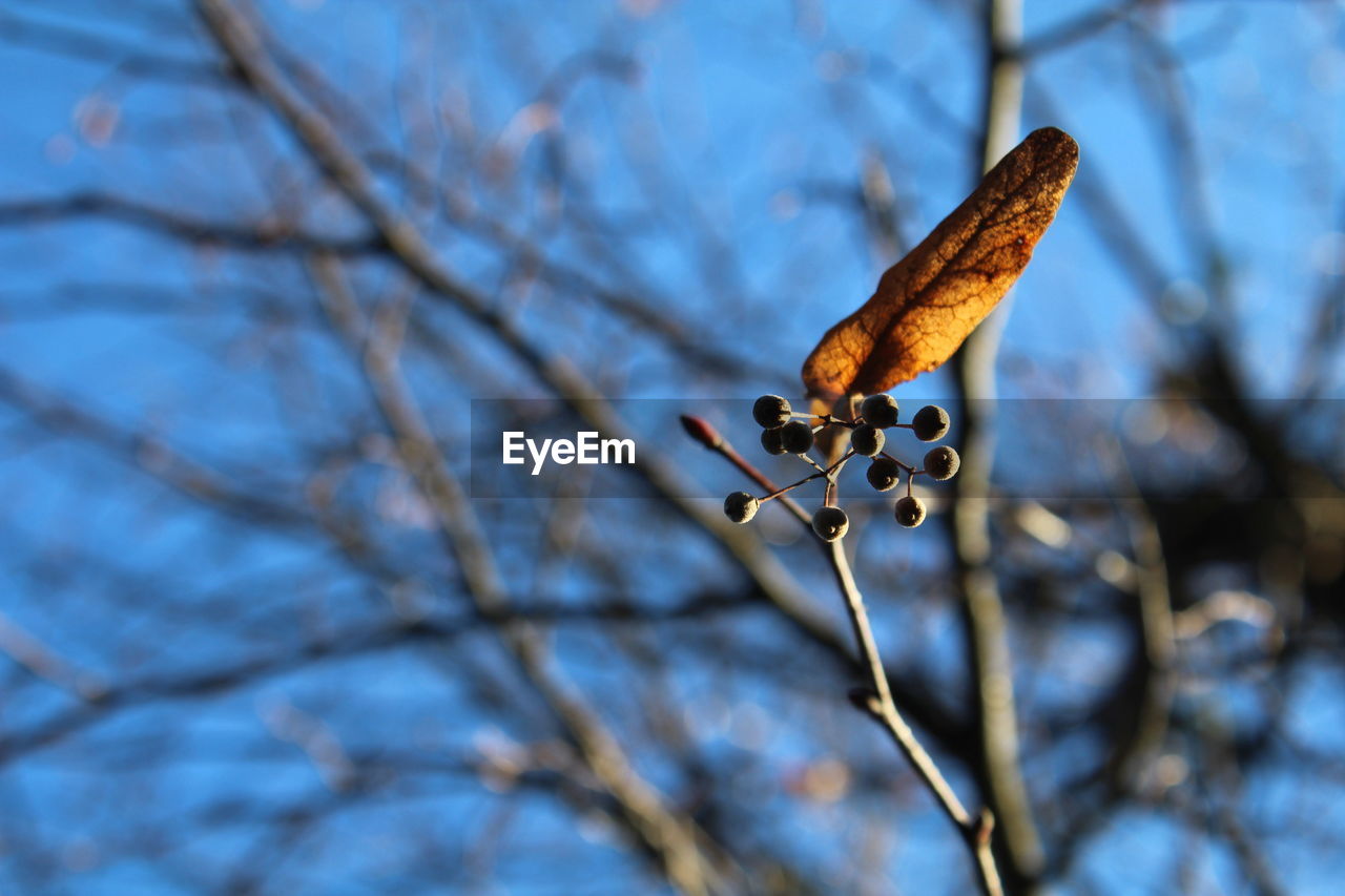 CLOSE-UP OF LIZARD ON TREE