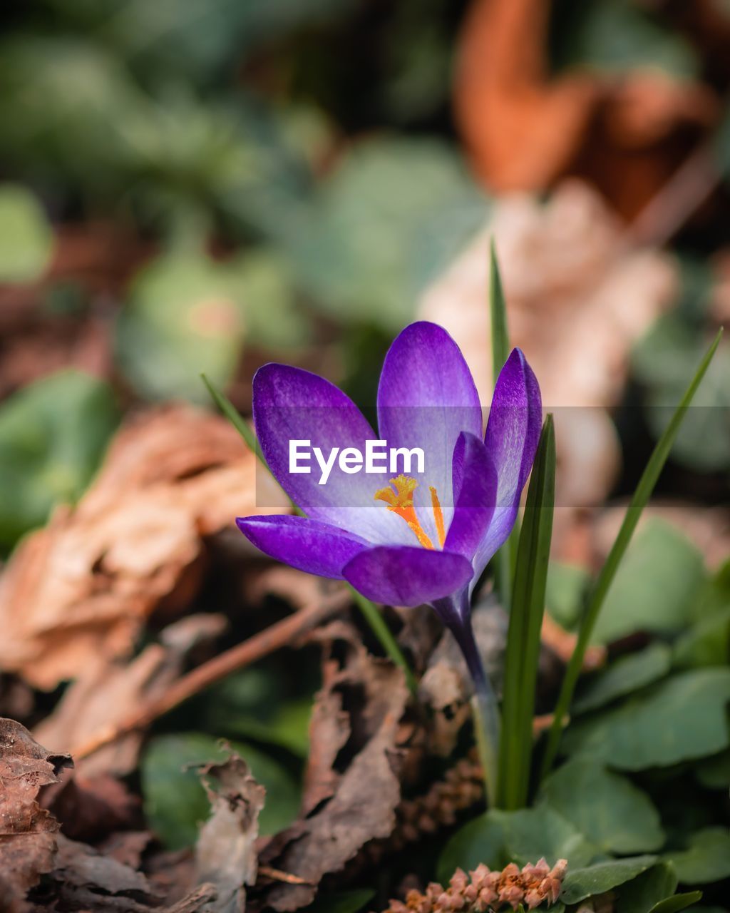 flower, flowering plant, plant, beauty in nature, freshness, purple, crocus, nature, close-up, growth, plant part, leaf, petal, flower head, no people, iris, inflorescence, outdoors, blossom, fragility, botany, environment, land, food, focus on foreground, springtime, eco tourism, travel destinations, vegetable, landscape, flowerbed, macro photography, garden