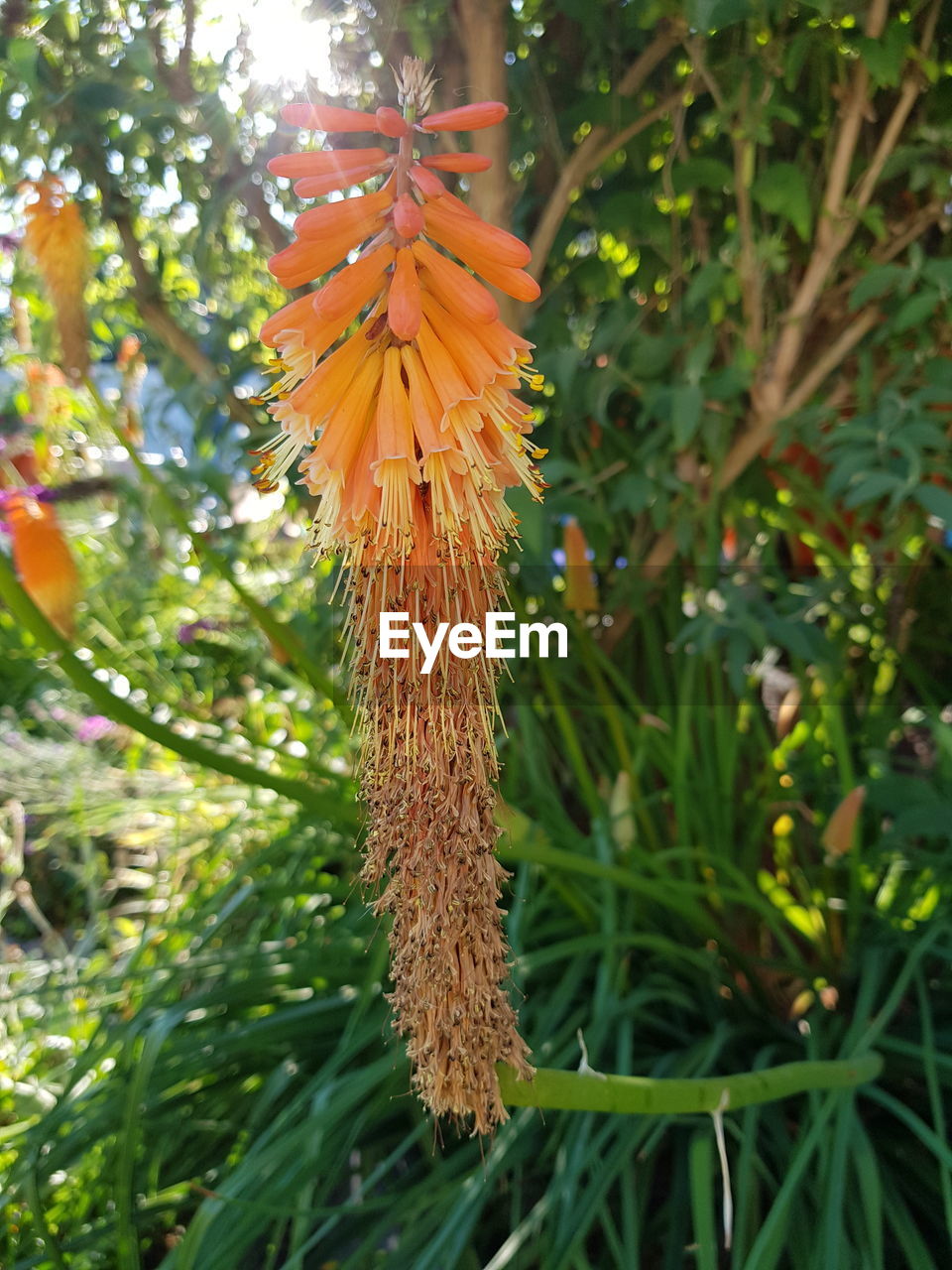 CLOSE-UP OF ORANGE FLOWER PLANT