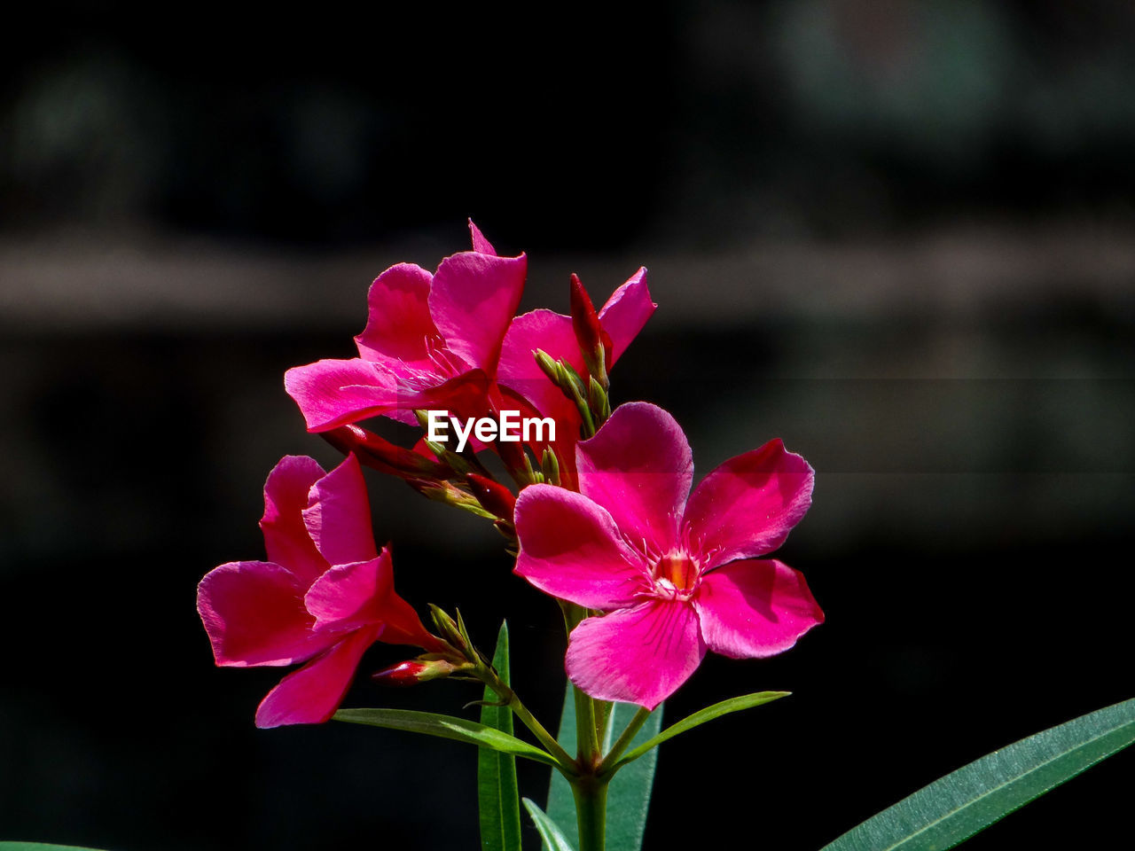 CLOSE-UP OF PINK FLOWERING PLANTS