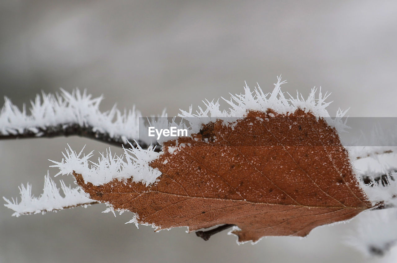 Close-up of dry leaf on tree during winter