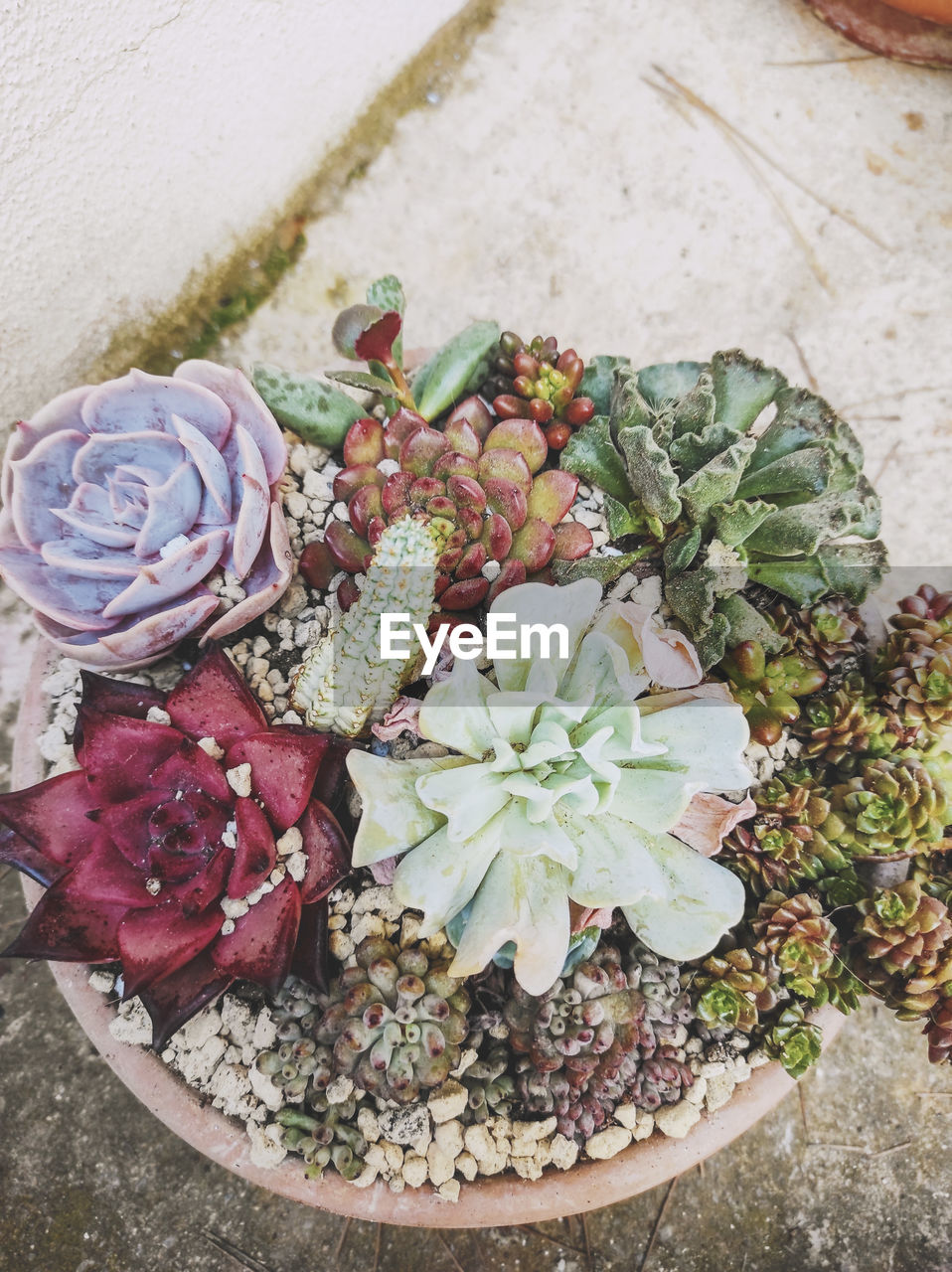 HIGH ANGLE VIEW OF POTTED PLANT ON POT