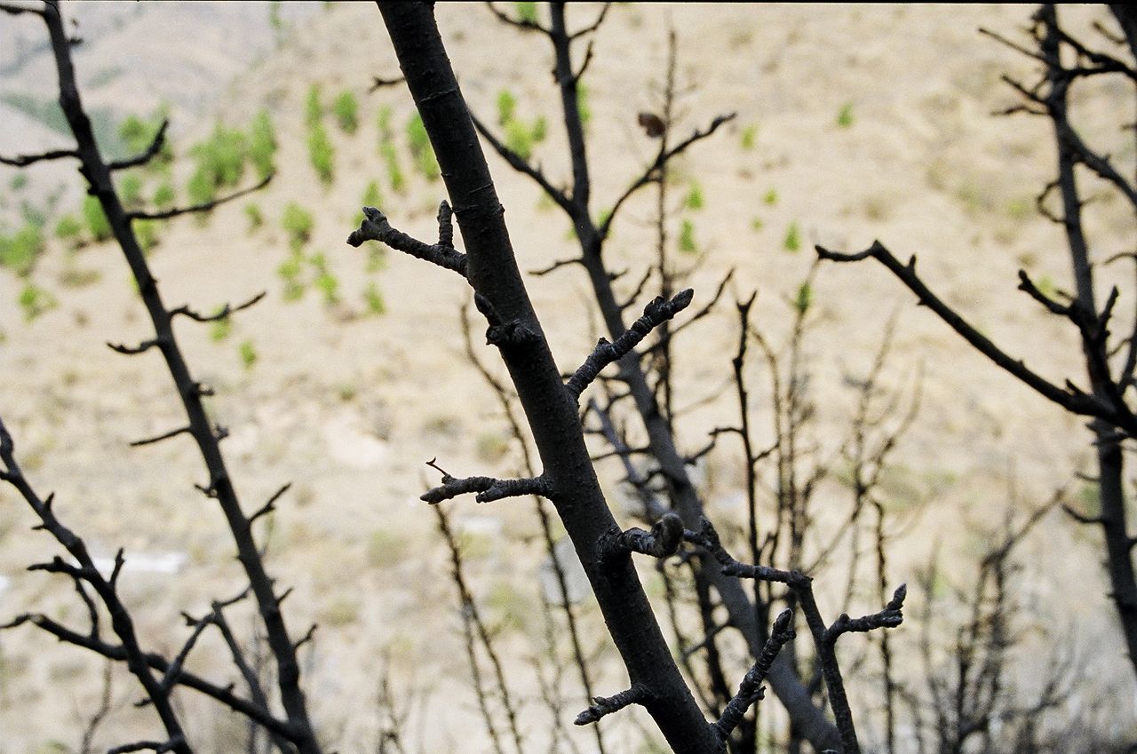 Low angle view of bare trees against sky