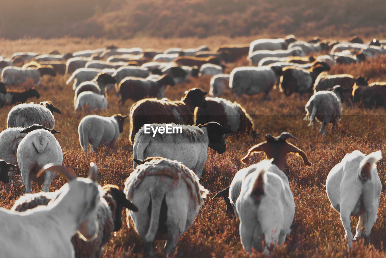 Herd of goats in the heather during sunrise