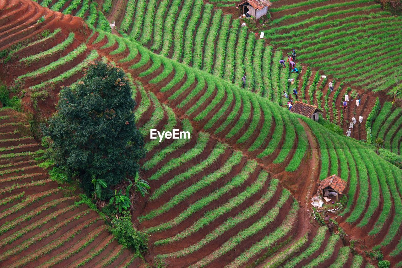 High angle view of crop growing on field