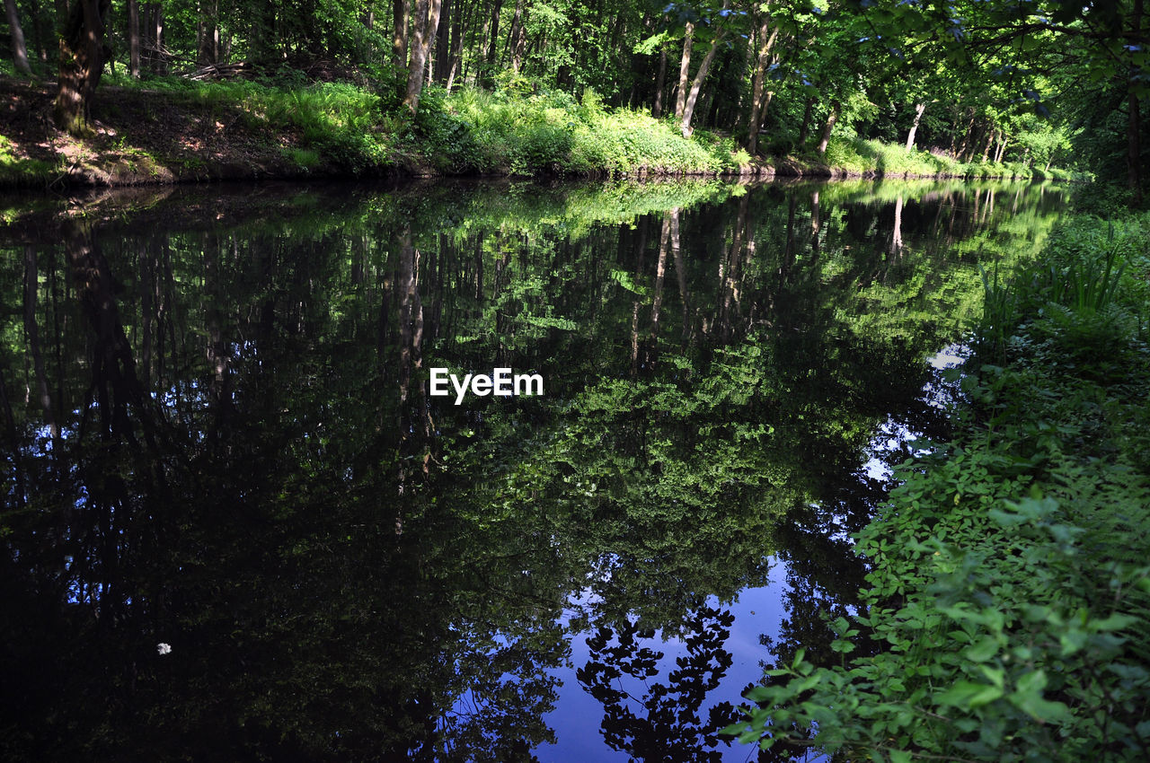 REFLECTION OF TREES ON LAKE IN FOREST