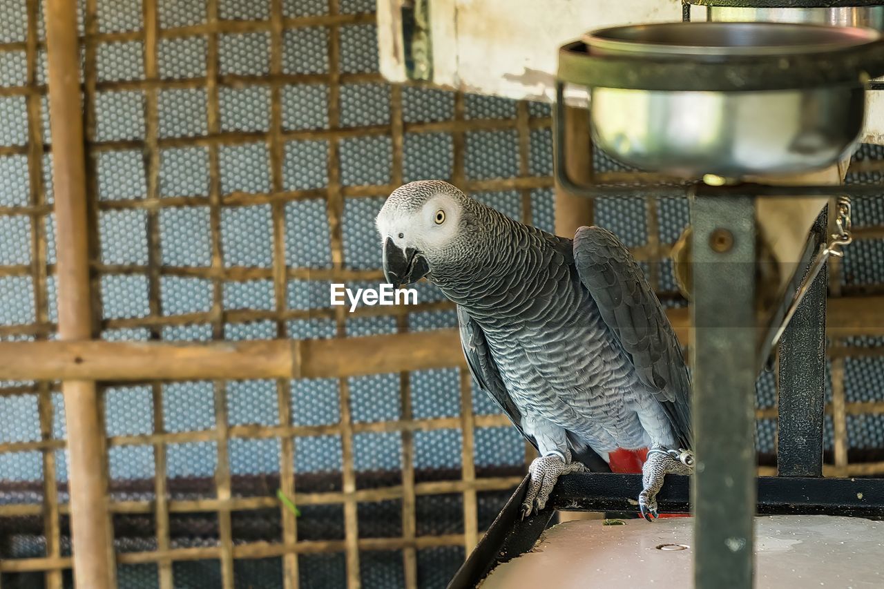 Grey parrot beautiful not caged.