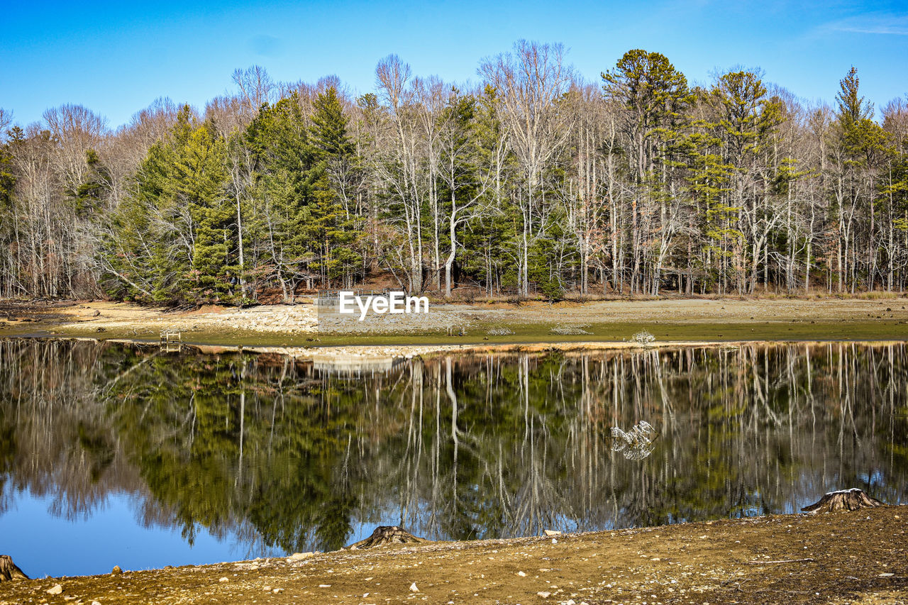 SCENIC VIEW OF LAKE IN FOREST