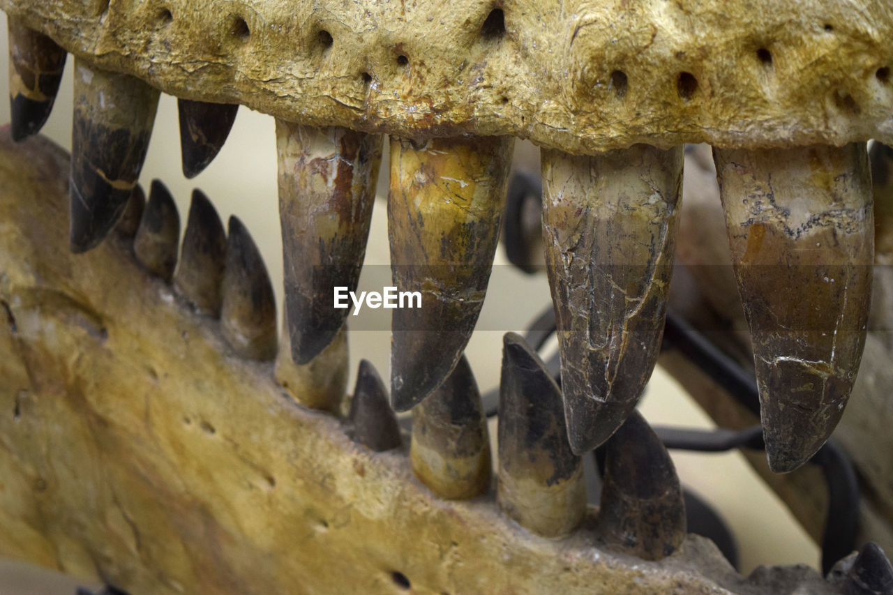 Close-up of dino bones 