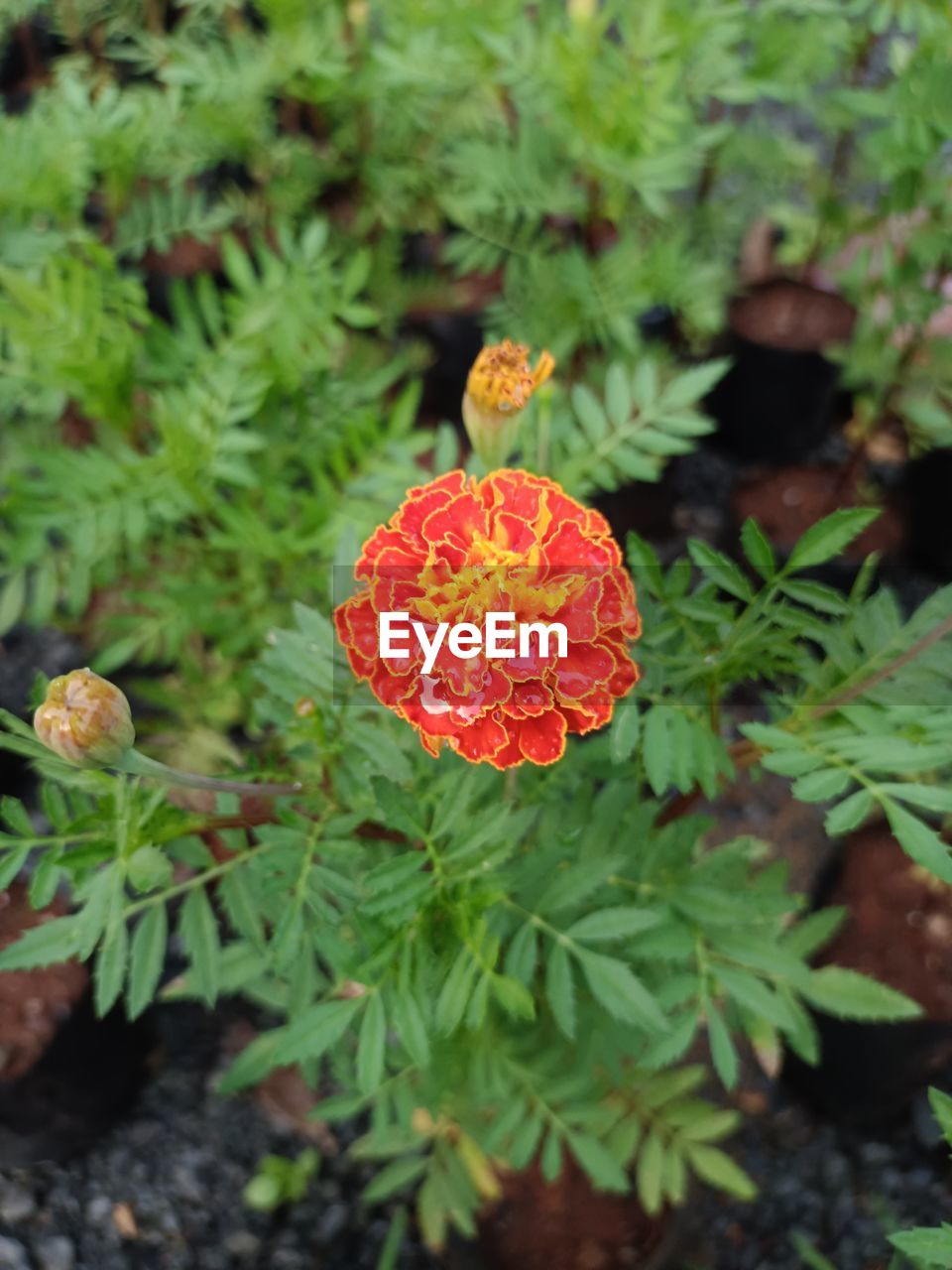 Marigold Flower Marigold🌻🌻 Flower Head Flower Leaf Poppy Botanical Garden Close-up Plant Blooming Flowering Plant