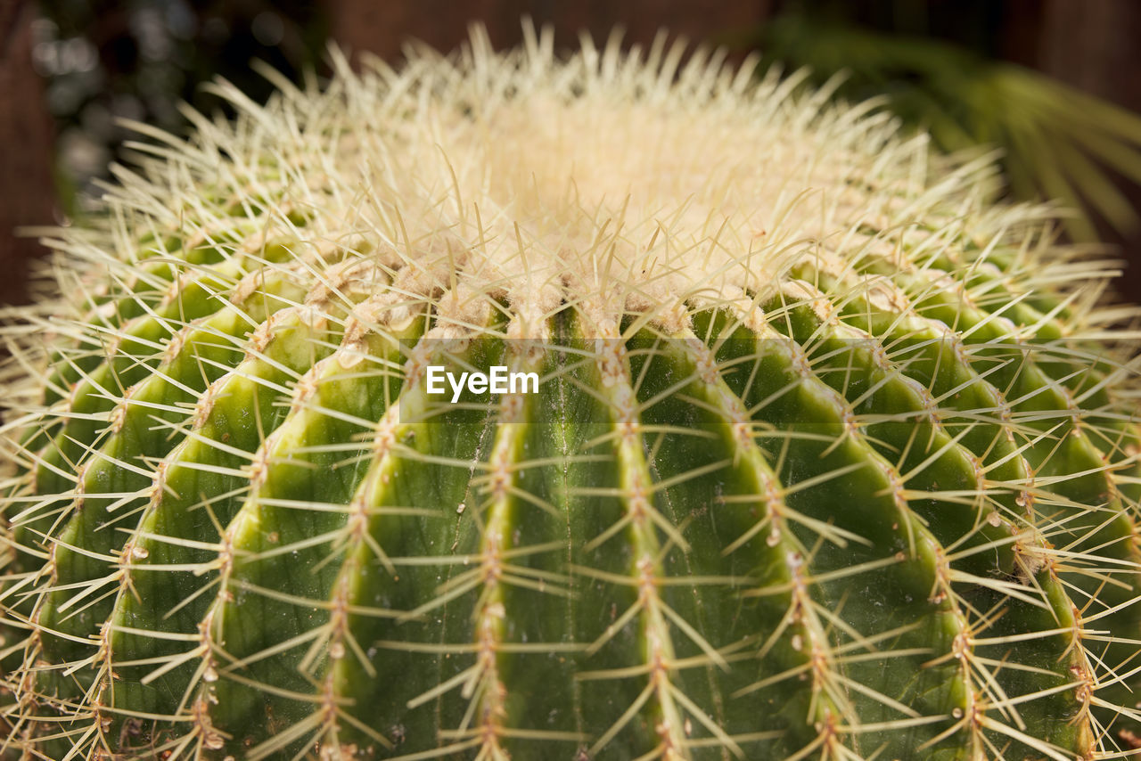 thorn, cactus, succulent plant, sharp, plant, spiked, close-up, no people, nature, plant stem, barrel cactus, green, growth, beauty in nature, focus on foreground, thorns, spines, and prickles, outdoors, sign, day, communication, flower, pattern, warning sign, land