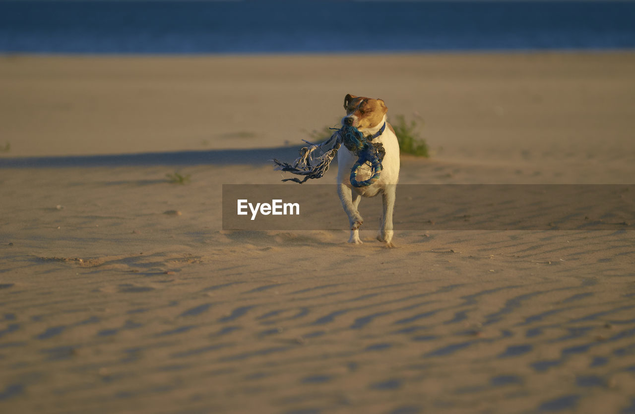 DOG RUNNING ON THE BEACH