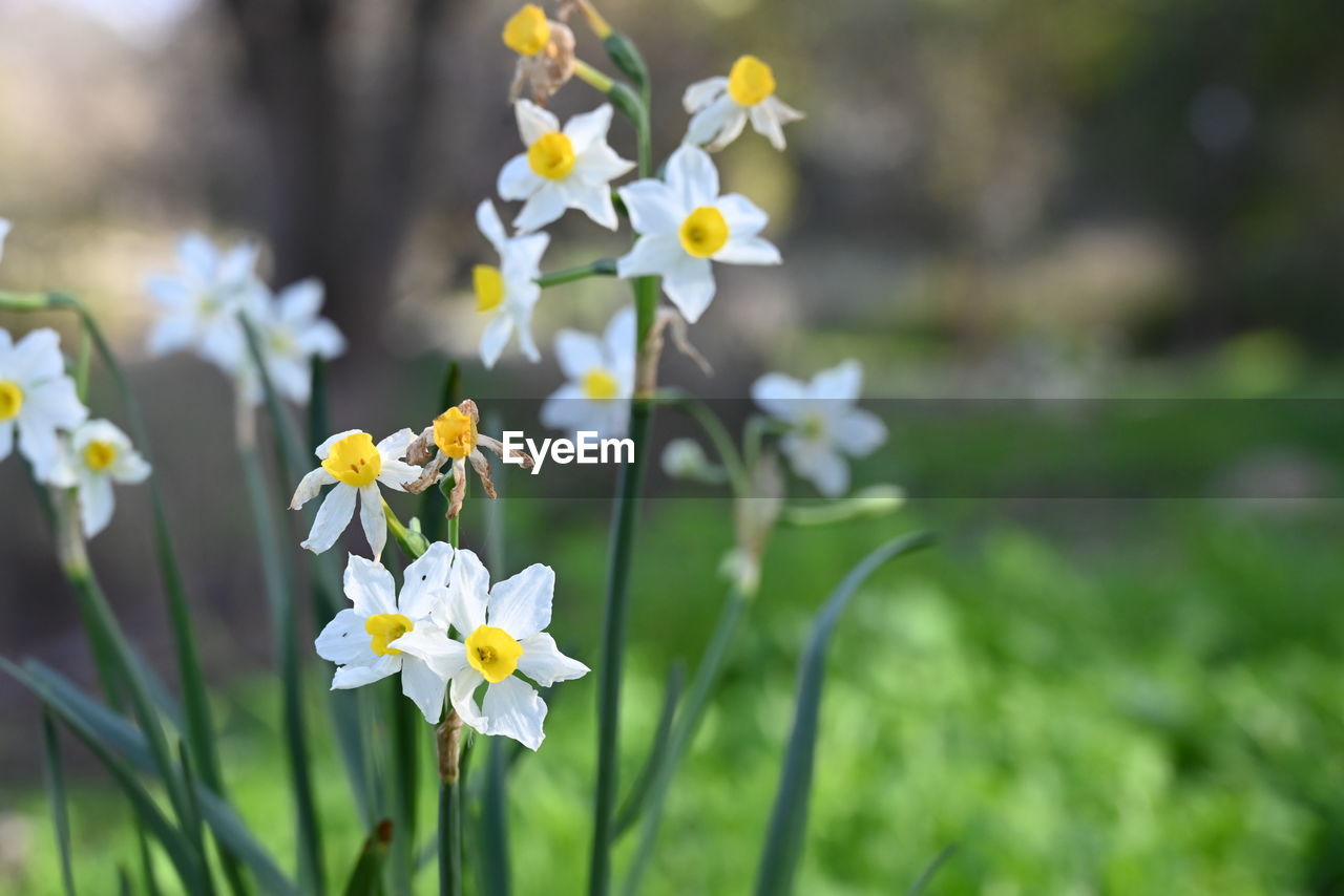 flower, flowering plant, plant, freshness, beauty in nature, nature, fragility, close-up, white, springtime, flower head, yellow, petal, focus on foreground, grass, growth, blossom, inflorescence, no people, meadow, plain, outdoors, field, environment, land, daffodil, botany, summer, day, narcissus, wildflower, sunlight, selective focus, multi colored, tree, landscape, daisy, green, non-urban scene, environmental conservation, sky