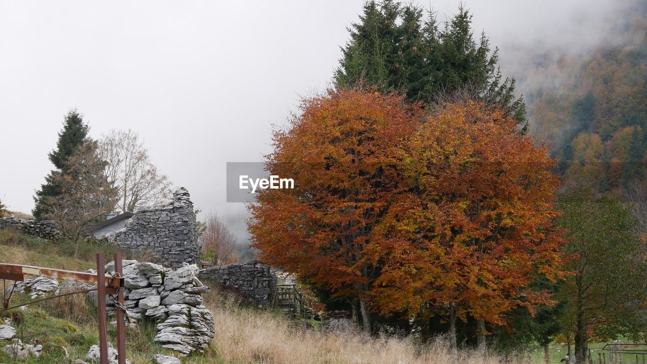 tree, plant, autumn, nature, beauty in nature, land, environment, scenics - nature, landscape, tranquility, no people, forest, fog, pinaceae, sky, tranquil scene, coniferous tree, leaf, non-urban scene, orange color, pine tree, day, outdoors, pine woodland, plant part, mountain, winter, growth, travel destinations, woodland, travel, grass, cold temperature, field, idyllic, rural scene