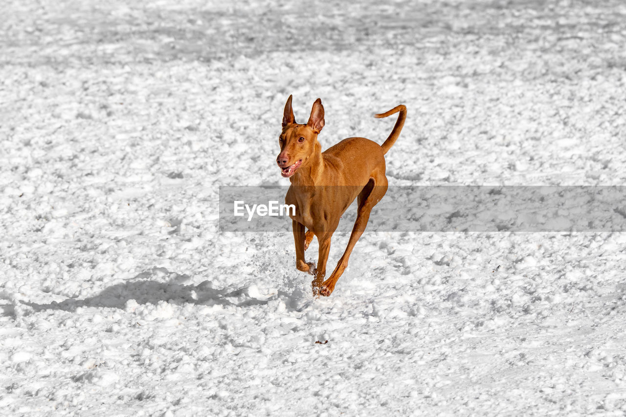 BROWN HORSE RUNNING ON SNOW COVERED FIELD