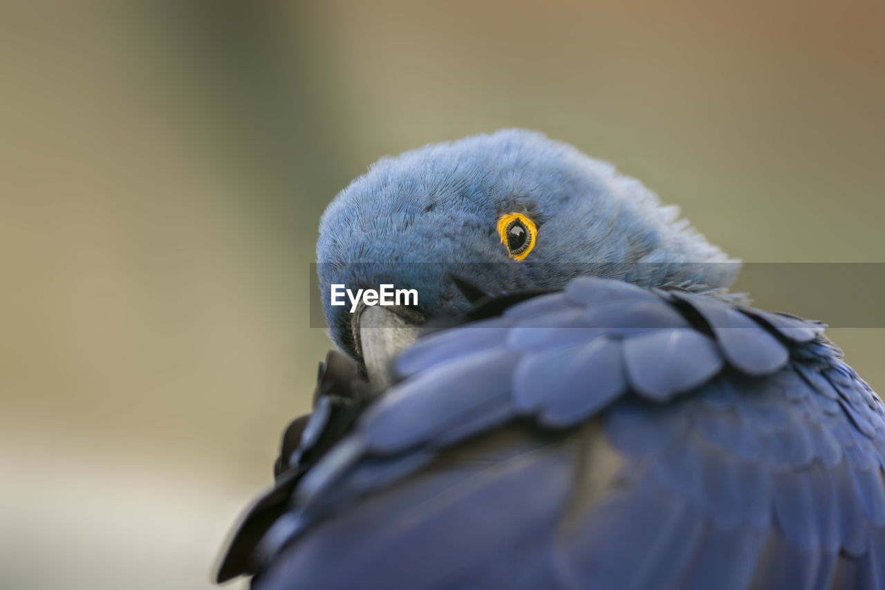 Close-up of a macaw against blurred background