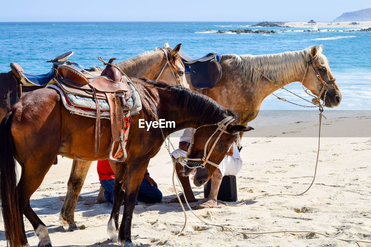 Side view of horses on shore