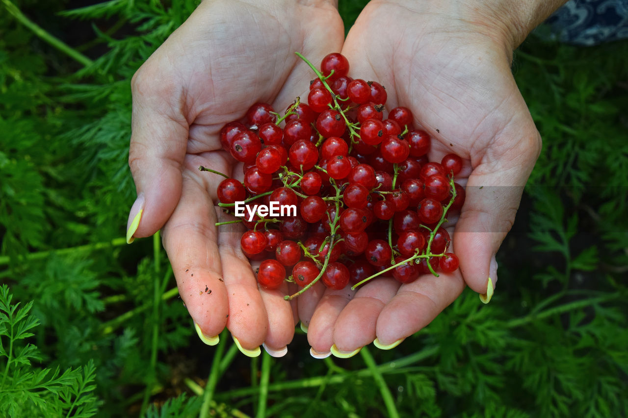 Cropped hands holding redcurrant