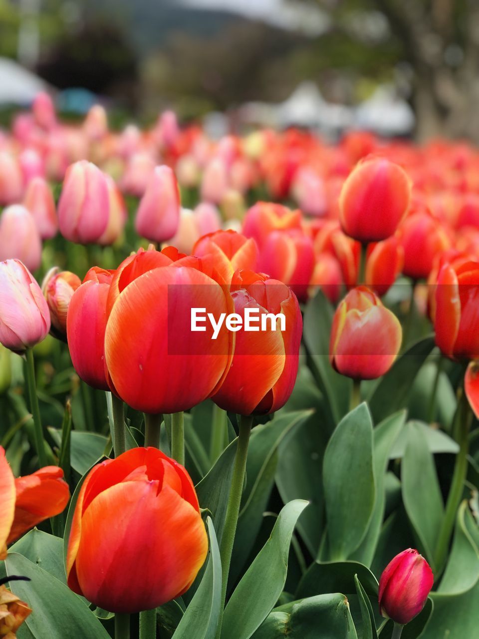 Close-up of red tulips